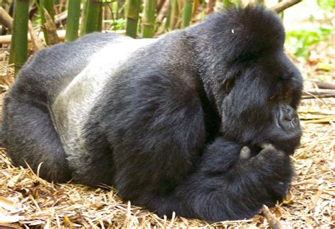 New Years Gorilla Habituation Experience Packages Safari Vacations