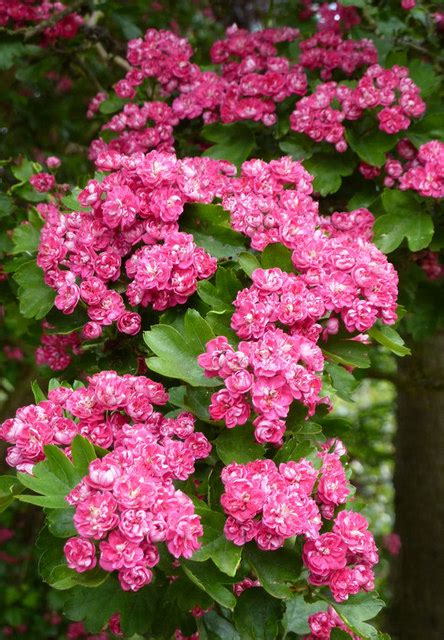 pink hawthorn  church lane andrew hill cc  sa geograph