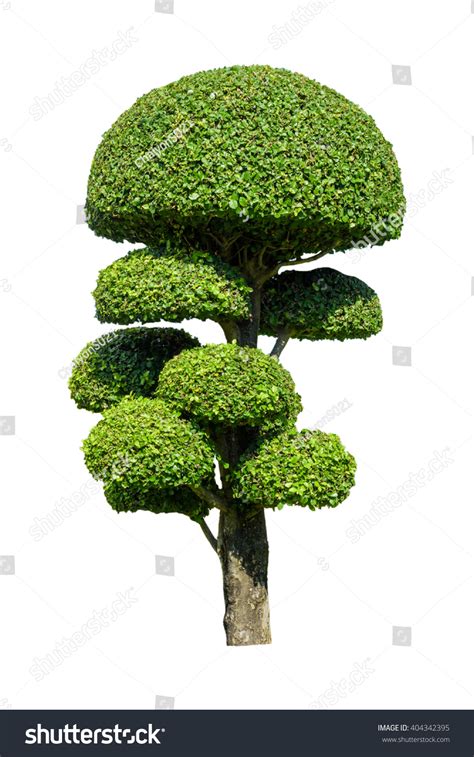Streblus Asper Tree Isolated On White Stock Photo 404342395 | Shutterstock