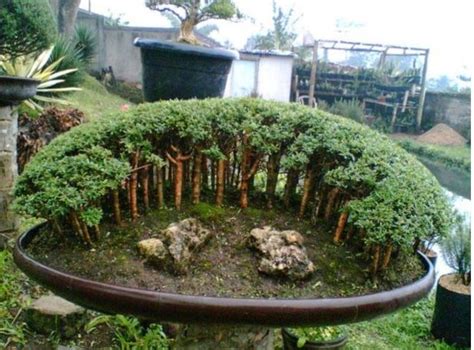 Pin By Oz Urban Gardening On Bonsai Bonsai Forest Bonsai Garden