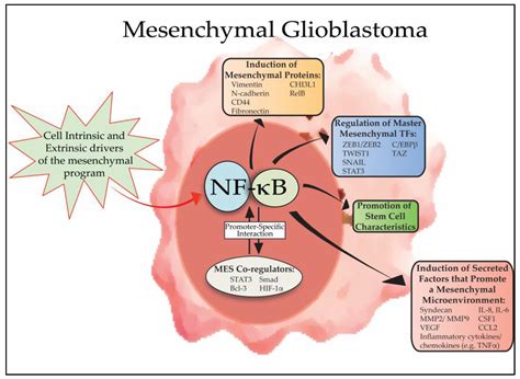 Cells Free Full Text Nf B Mesenchymal Differentiation And