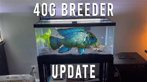 Gallon Breeder Fish Tank Update Youtube