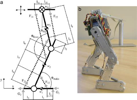 A Bipedal Locomotion Model With Compliant Legs Only One Of The Two