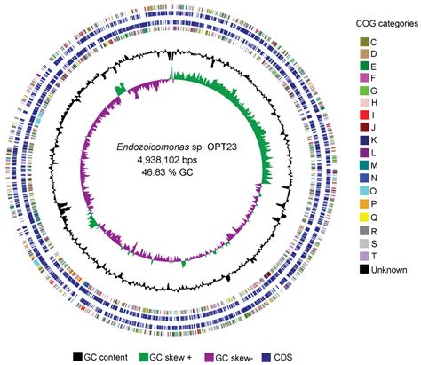 Comparative Genomics Reveals Metabolic Specificity Of Endozoicomonas