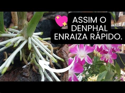 Como Cuidar Da Orqu Dea Denphal Ap S O Replante Youtube