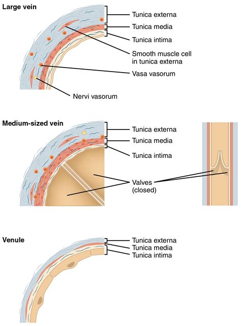 Arteries Veins And Capillaries Comparison