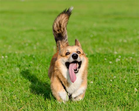 Are Corgi Puppies Born With Tails