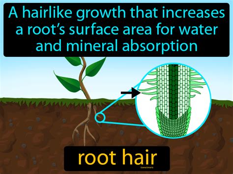 Root Hair Definition & Image | GameSmartz