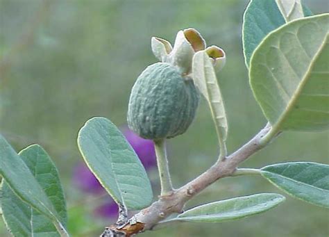 Feijoa Sellowiana Uf Ifas Assessment University Of Florida Institute Of Food And