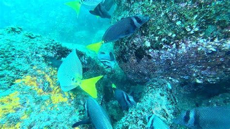 Scuba Diving In Cabo Pulmo Baja California Stock Video Video Of Area