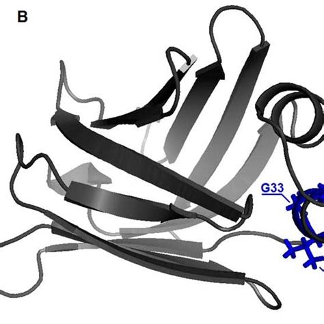 Top View Of The Three Dimensional Structure Of Human B Fabp Pdb Id