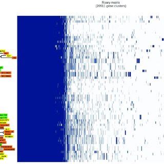 Graphical Representation Of The Pangenome Analysis Of The 65 Strains