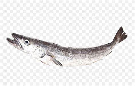 Sardine Merluccius Merluccius Silver Hake Whiting Png 1300x829px