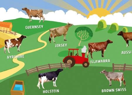 Australian dairy cow breeds | Discover Dairy