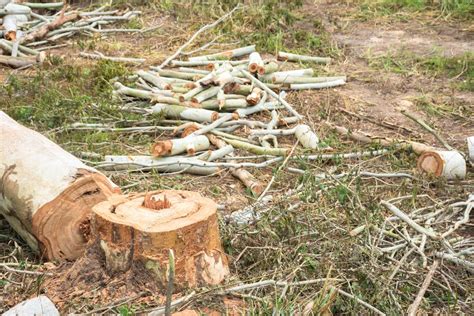 Carpenter Cut Eucalyptus Tree Trunks Stock Photo Thaistockphoto