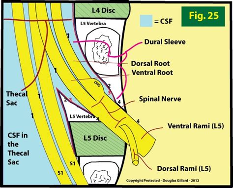 Thecal Sac Nursing Pinterest Anatomy