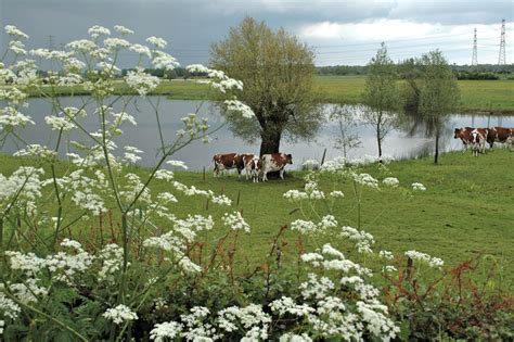 Welkom Op De Website Van Annie Oosterbroek Dutschun