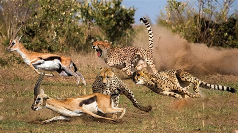 Gazelle Vs Cheetah Speed Determines Fate Gazelle Taught The Cheetah A