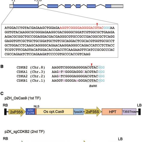 Schematic Representation Of Crisprcas9 Mediated Target Mutagenesis In Download Scientific