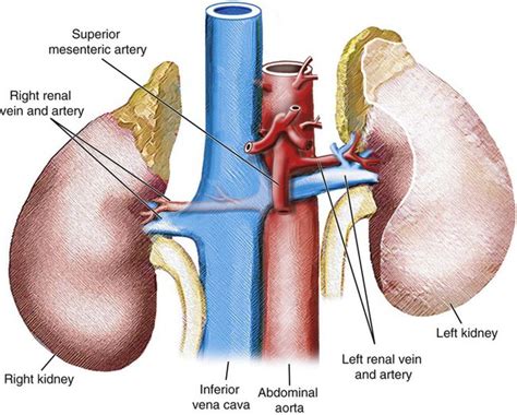 Renal Artery