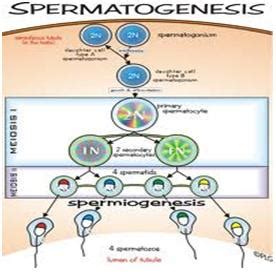 Buat Bagan Spermatogenesis Dan Oogenesis Update Terbaru - Skemaholic