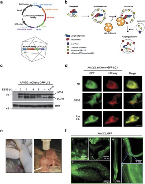 Widespread Delivery Of Aav22mcherry Gfp Lc3 Through The Nervous