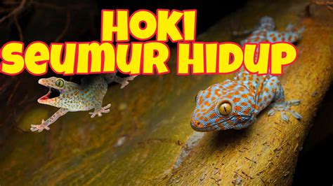 ANDA HOKI SEUMUR HIDUP JIKA HEWAN INI ADA DI RUMAH ANDAARTI TOKEK DI