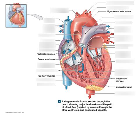 Interior Heart Frontal Section Diagram Quizlet