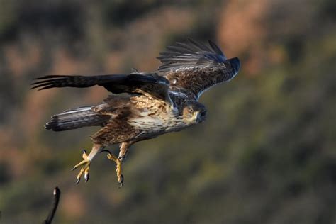 Aigle De Bonelli Femelle Jacques Dalmau Flickr