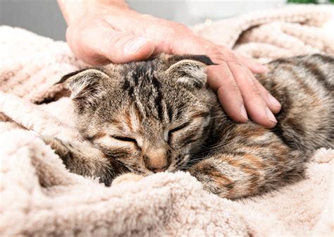 Why Is My Cat Vomiting Winter Park Veterinary Hospital