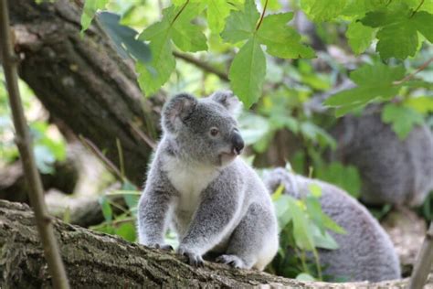 El koala Árbol ABC