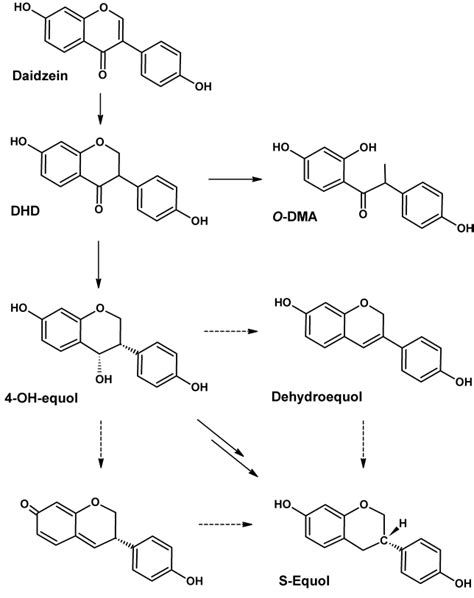 Intestinal Bacterial Metabolism Of The Isoflavone Daidzein To O Dma And