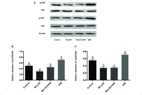 Western Blotting Analysis Of P38 Mapk And Nf κb Pathway Activation In