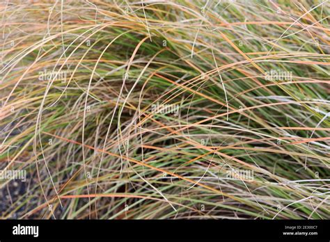 Carex Testacea ‘prairie Fire New Zealand Hair Sedge Prairie Fire