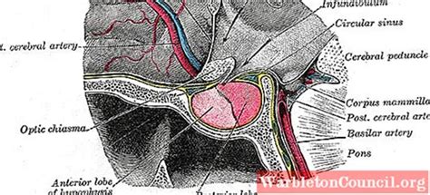 Myxedema Coma Symptoms Causes Treatments Science 2025