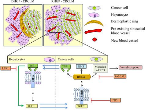 Proposed Model Of Runx1 Signaling In Co Opted Crclm Lesions Schematic