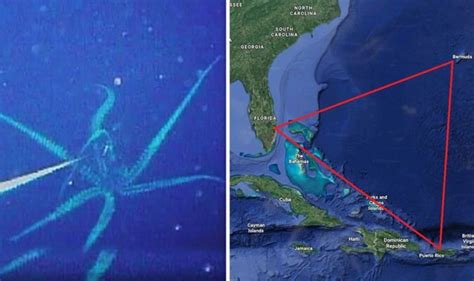 Bermuda Triangle Why Startling Discovery Of Foot Creature Could