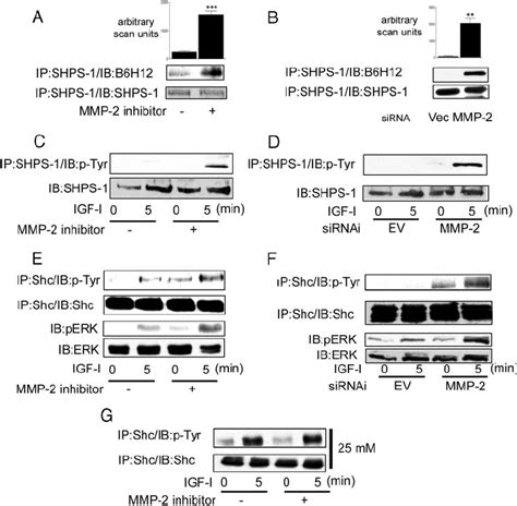 Inhibition Of Mmp 2 Activity Enhances Igf I Mediated Signaling Events Download Scientific