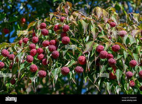 Kousa Dogwood Cornus Kousa With Fruits Bavaria Germany Stock Photo