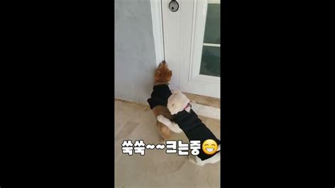 애기강아지들🐕 애미를 떠나~😭 Youtube