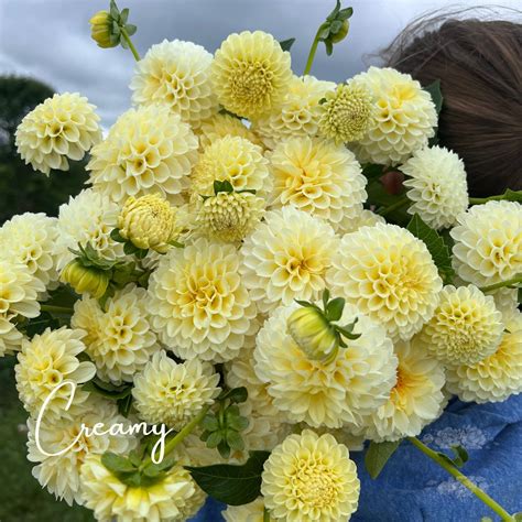 Creamy Dahlia Tubers Petals In Bloom Flower Farm