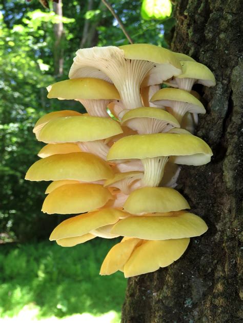 Yellow Oyster Mushrooms