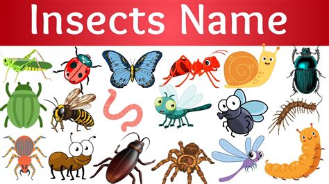 Name Of Insects In English Insects Names List Of All Insects Name