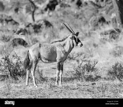 A Juvenile Gemsbok Antelope In Southern African Savanna Stock Photo Alamy