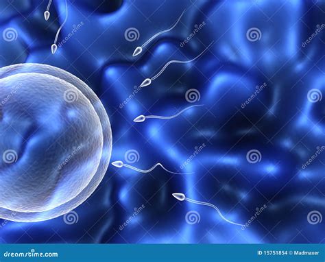 Human Sperm Cells Stock Illustration Illustration Of Life 15751854