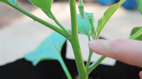 Comment Tailler Les Aubergines Pour Obtenir Une R Colte Abondante