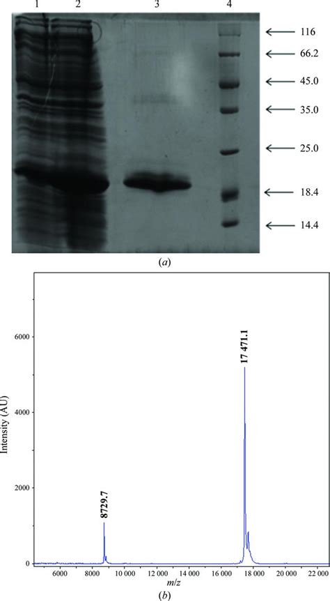 Iucr Crystallization And Biochemical Characterization Of An Archaeal