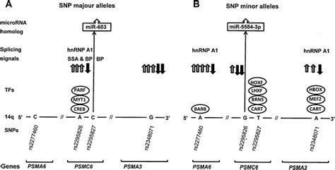 Juvenile Idiopathic Arthritis Subtype And Sex Specific Associations With Genetic Variants In