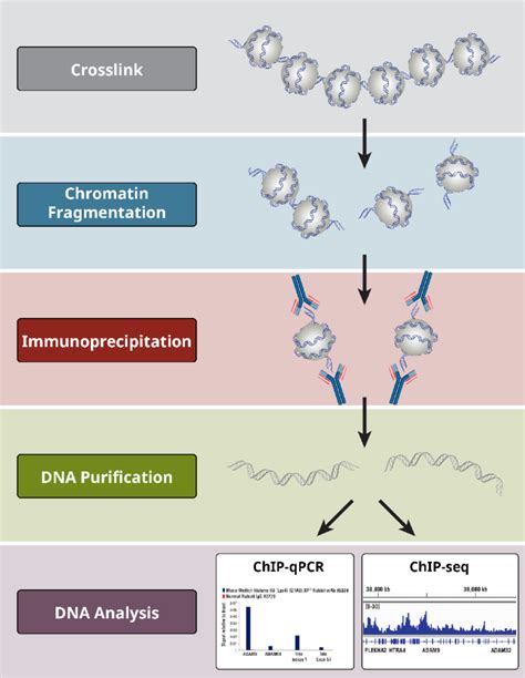 Immunoprecipitation Applications Uses And Types