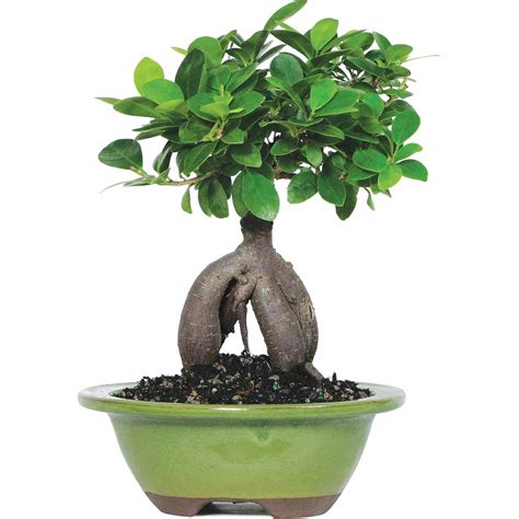 Brussel S Ginseng Grafted Ficus Bonsai Small Indoor Walmart